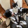 甘えん坊　ハチワレ猫　優しい家族募集中 サムネイル3