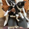 甘えん坊　ハチワレ猫　優しい家族募集中 サムネイル6