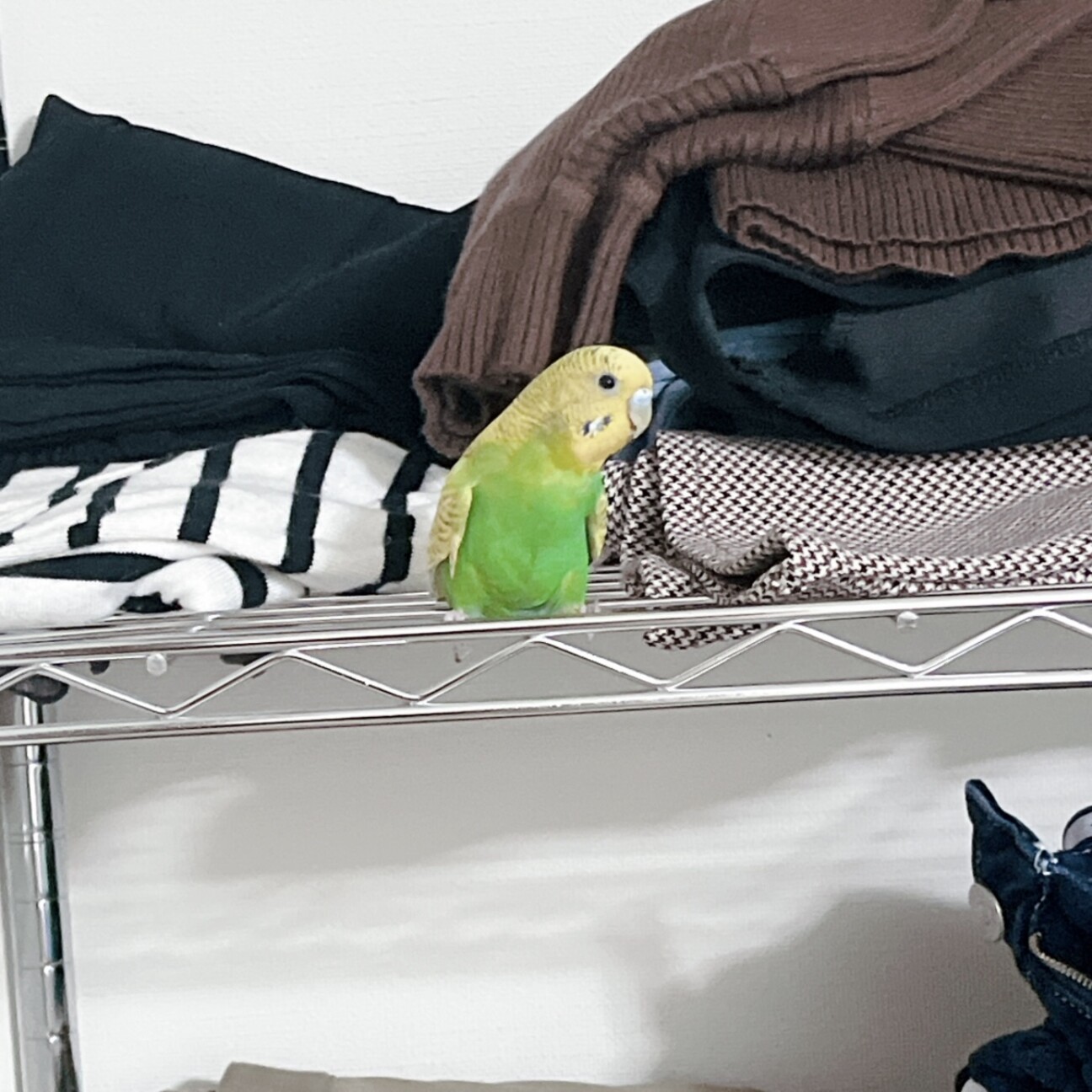 セキセイインコ メス 2歳」大阪府 - 鳥の里親募集(535717) :: ペットの