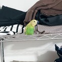セキセイインコ メス 2歳