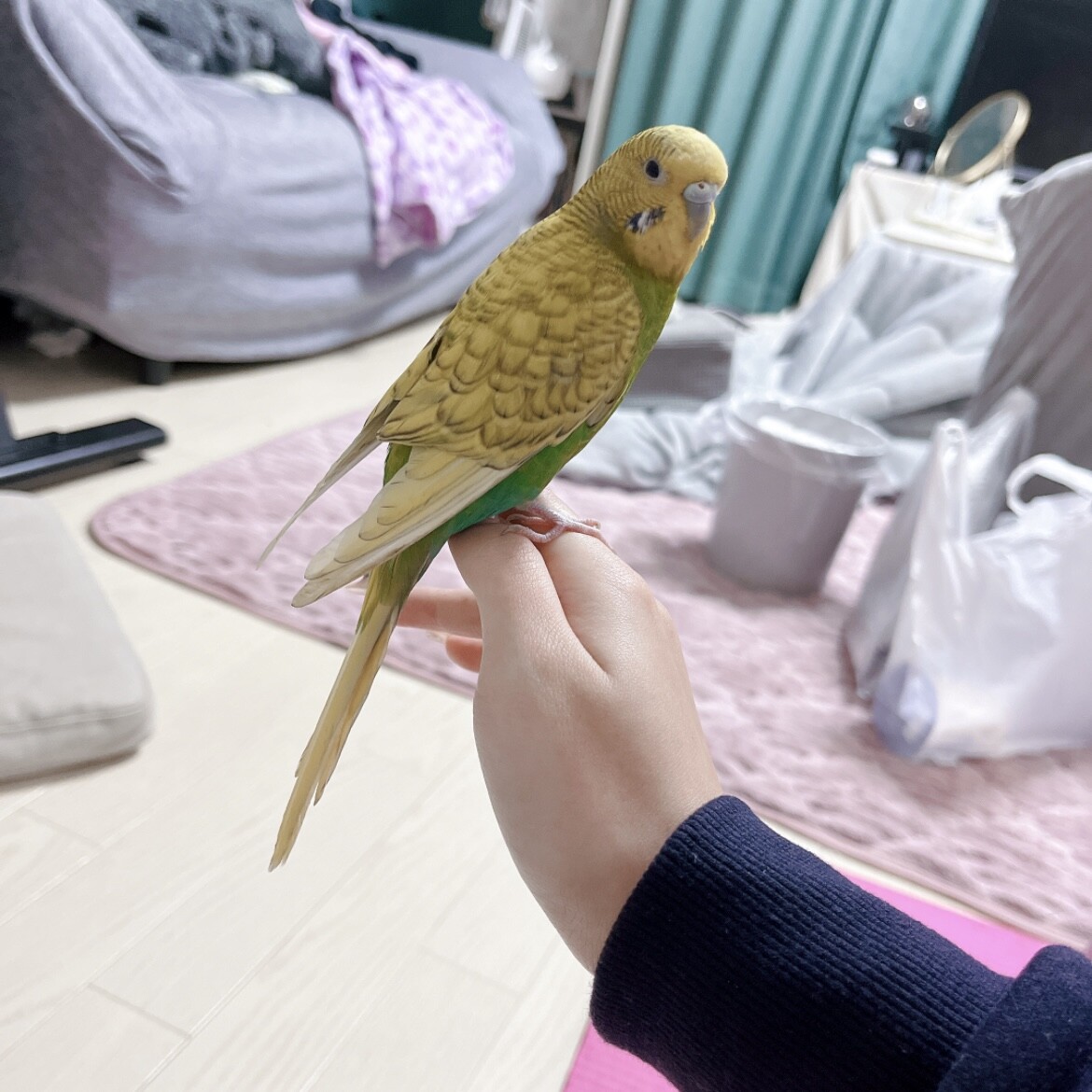 セキセイインコ メス 2歳」大阪府 - 鳥の里親募集(535717) 2枚目の画像