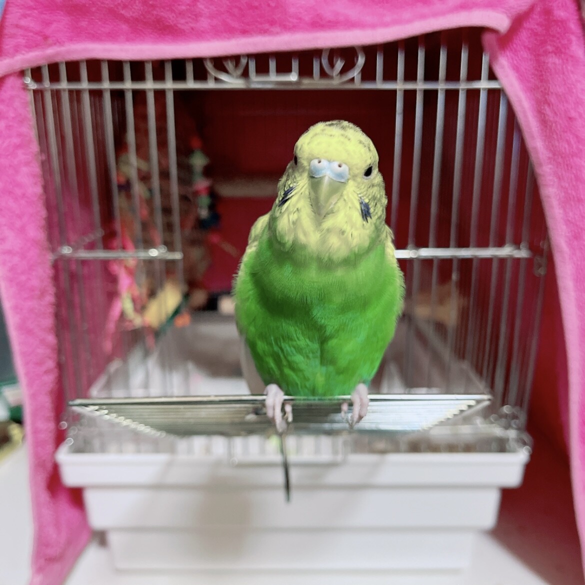 セキセイインコ メス 2歳」大阪府 - 鳥の里親募集(535717) 3枚目の画像