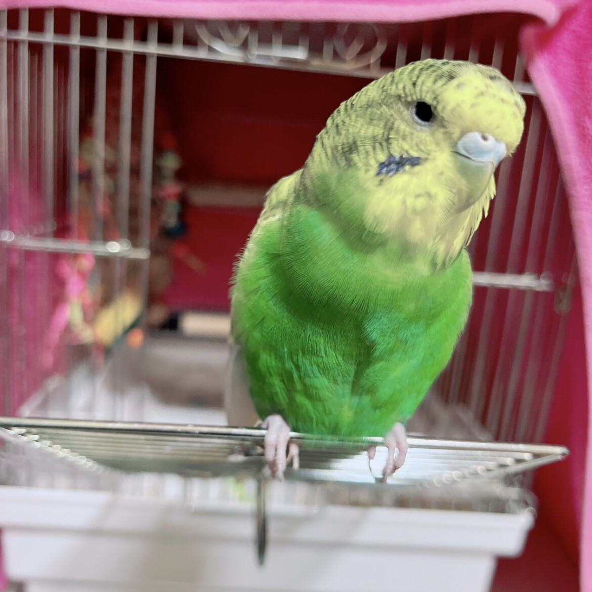 ☆受付☆インコ セキセイインコ メス 2歳」大阪府 - 鳥の里親募集(535717) 4枚目の画像
