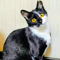 ねこ心譲渡会 サムネイル2