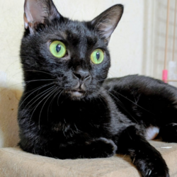 ねこ心譲渡会 サムネイル3