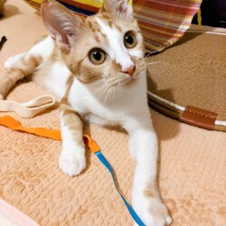 ねこ心譲渡会 サムネイル1