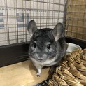 チンチラグレー　男の子　里親募集です。