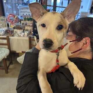 人慣れ◎ラテちゃん