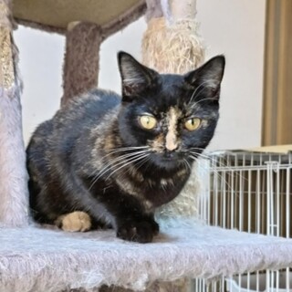 スコティッシュフォールド　トーティーの雌猫さんです