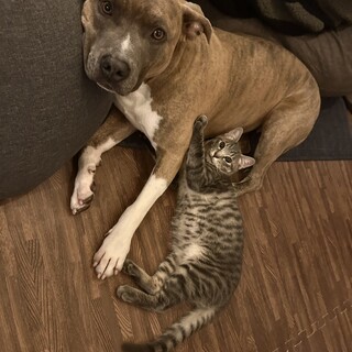 今年5歳女の子アメリカンピットブルテリア