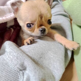 天真爛漫なチワワ　チビ太くん