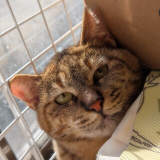 オレンジが美しい【かなで】