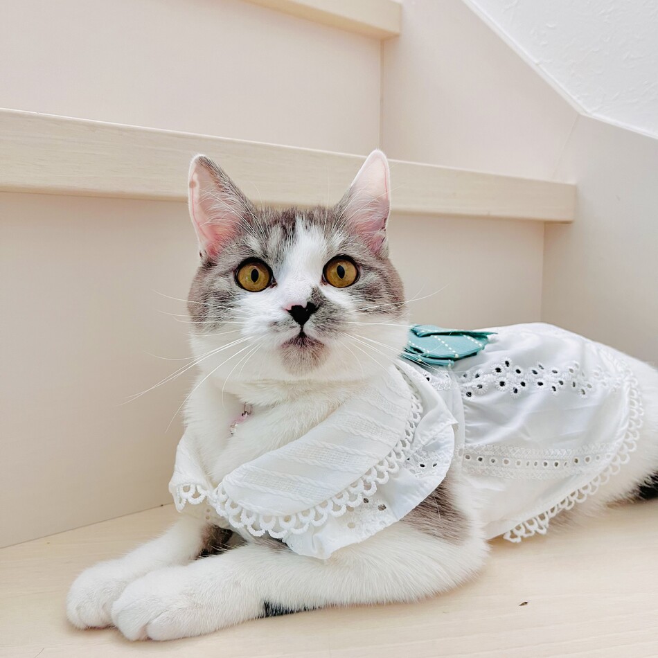 グレイちゃんのカバー写真