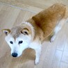 日向ぼっこが大好き、穏やかな柴シニアぴーこ サムネイル3