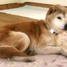 日向ぼっこが大好き、穏やかな柴シニアぴーこ サムネイル5