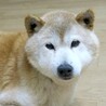 日向ぼっこが大好き、穏やかな柴シニアぴーこ サムネイル6