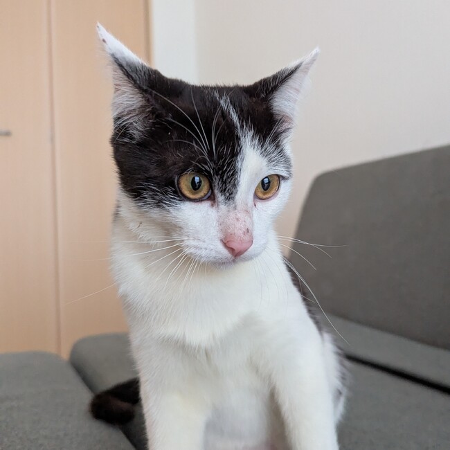 沖縄中部_子猫のカバー写真