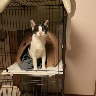 クリクリの大きな目がチャームポイントです♡