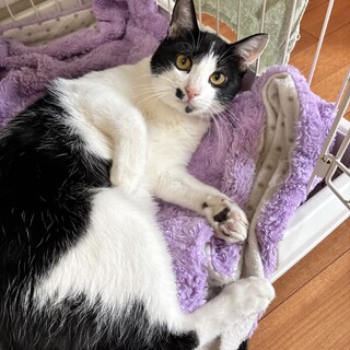 甘えん坊ノエルくん