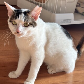 キャロルちゃん