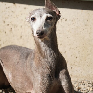 イタグレ　ガブ