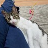 懐っこいくぅちゃん サムネイル3