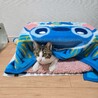 懐っこいくぅちゃん サムネイル6