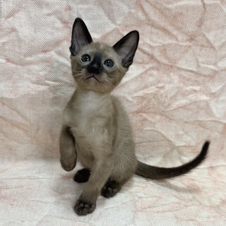 【超ベッタリの猫ちゃん♂】