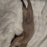 【超ベッタリの猫ちゃん♂】 サムネイル3