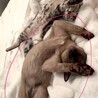 【超ベッタリの猫ちゃん♂】 サムネイル4
