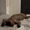【超ベッタリの猫ちゃん♂】 サムネイル5
