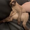 【超ベッタリの猫ちゃん♂】 サムネイル6
