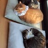 おもちゃも好きで懐っこい　マッチくん サムネイル5
