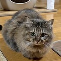 アメリカちゃん