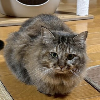 アメリカちゃん