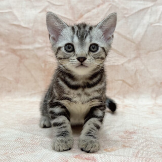 【超懐っこい猫ちゃん♂】