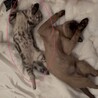 【超懐っこい猫ちゃん♂】 サムネイル3