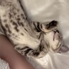 【超懐っこい猫ちゃん♂】 サムネイル4