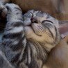 【超懐っこい猫ちゃん♂】 サムネイル5