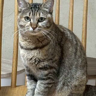 フランスちゃん