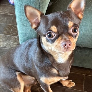 人慣れ◎チワくん