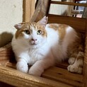 すずらん