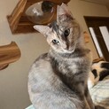 ウィングヒルちゃん