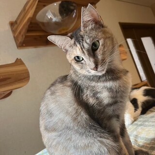 ウィングヒルちゃん