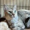 ウィングヒルちゃん サムネイル2