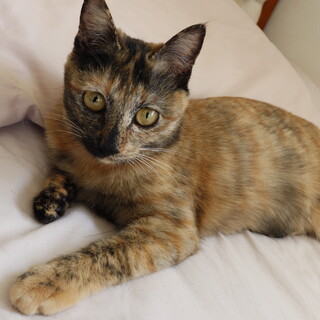 【サビ猫】仮名：ショコラちゃん【女の子】