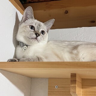 甘えたいがダダ漏れのステラちゃん♡!!