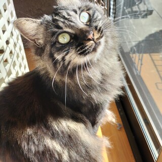 冬毛ふわふわ♡顔は濃いけど中身は甘々ブリちゃん