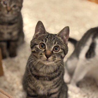 慎重派だけど遊び好きおせちちゃん