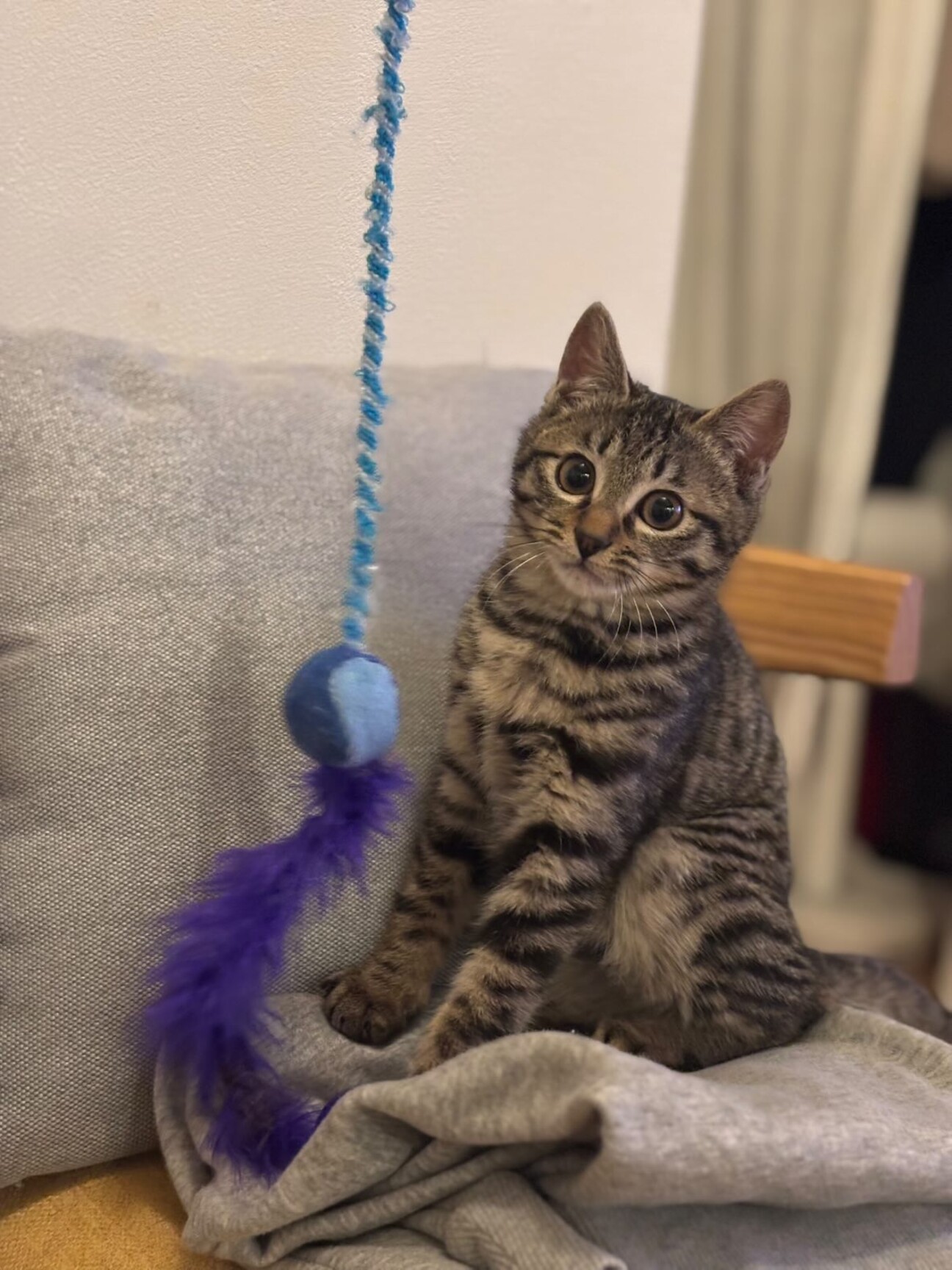 猫好きなシャイガールまめちゃん サムネイル1